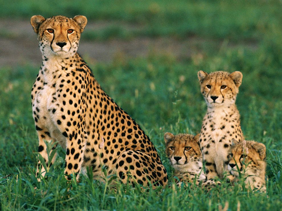 Cheetah Facts #CheetahFacts
